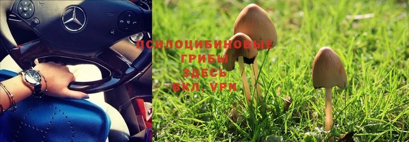 купить закладку  Воркута  Галлюциногенные грибы Magic Shrooms 